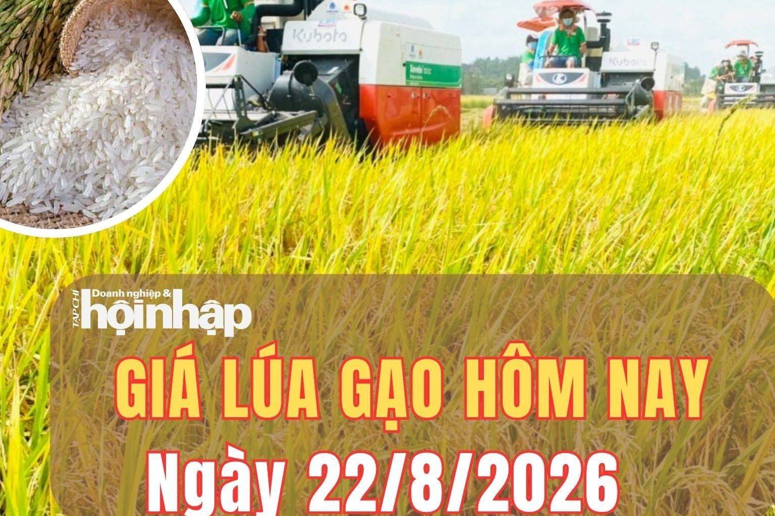 Giá lúa gạo hôm nay 22/8/2026: Giá gạo nguyên liệu tiếp đà giảm, xuất khẩu Ấn Độ tăng mạnh