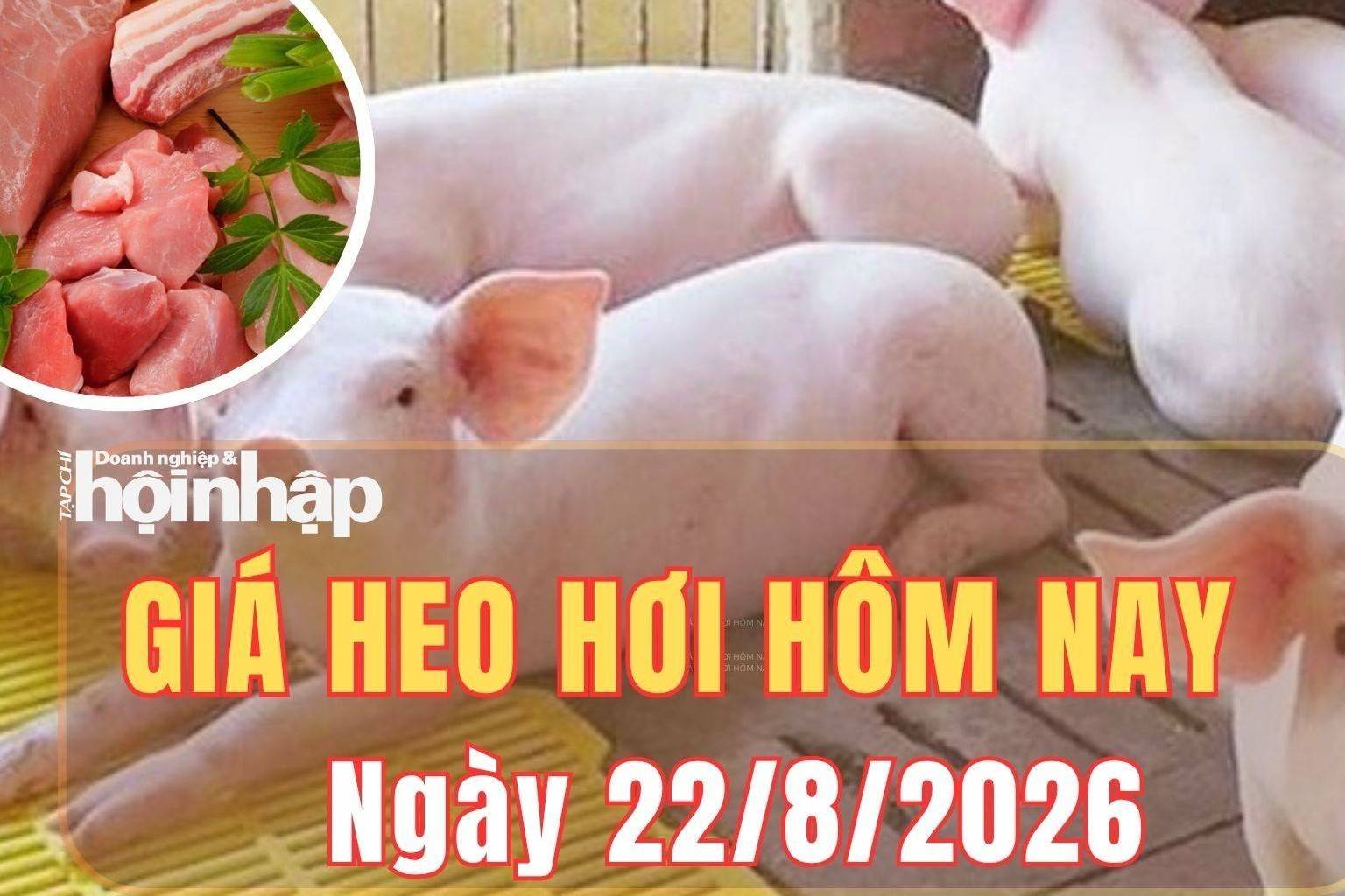 Giá heo hơi hôm nay 22/8/2026: Giá heo hơi tiếp đà tăng tại cả ba miền