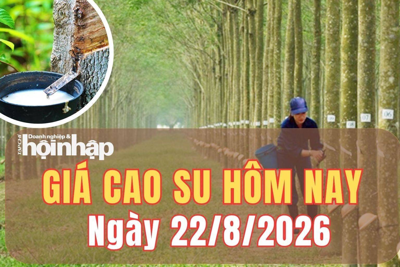 Giá cao su hôm nay 22/8/2026: Giá cao su thế giới nối dài đà tăng nhờ "hơi nóng" giá dầu