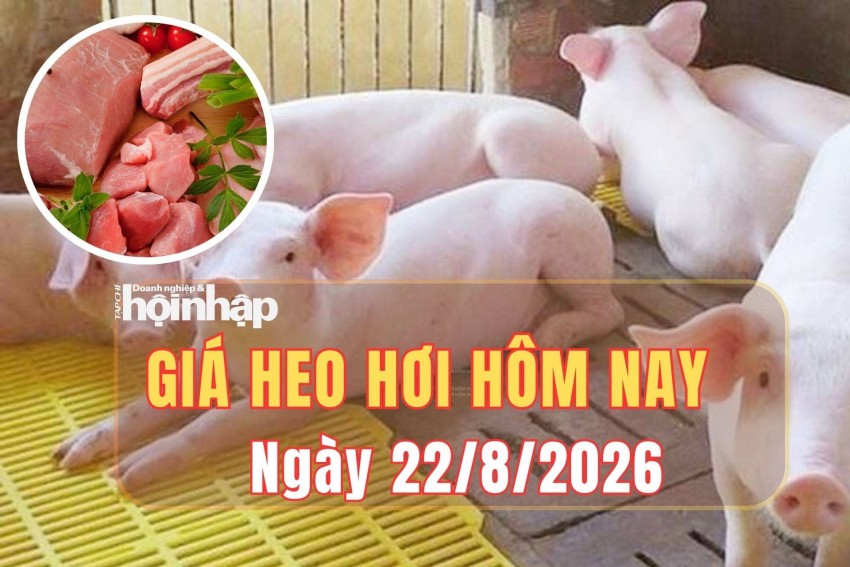 Giá heo hơi hôm nay 22/8/2026: Giá heo hơi tiếp đà tăng tại cả ba miền