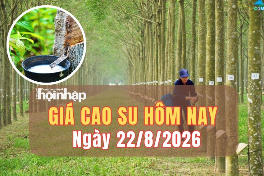 Giá cao su hôm nay 22/8/2026: Giá cao su thế giới nối dài đà tăng nhờ 