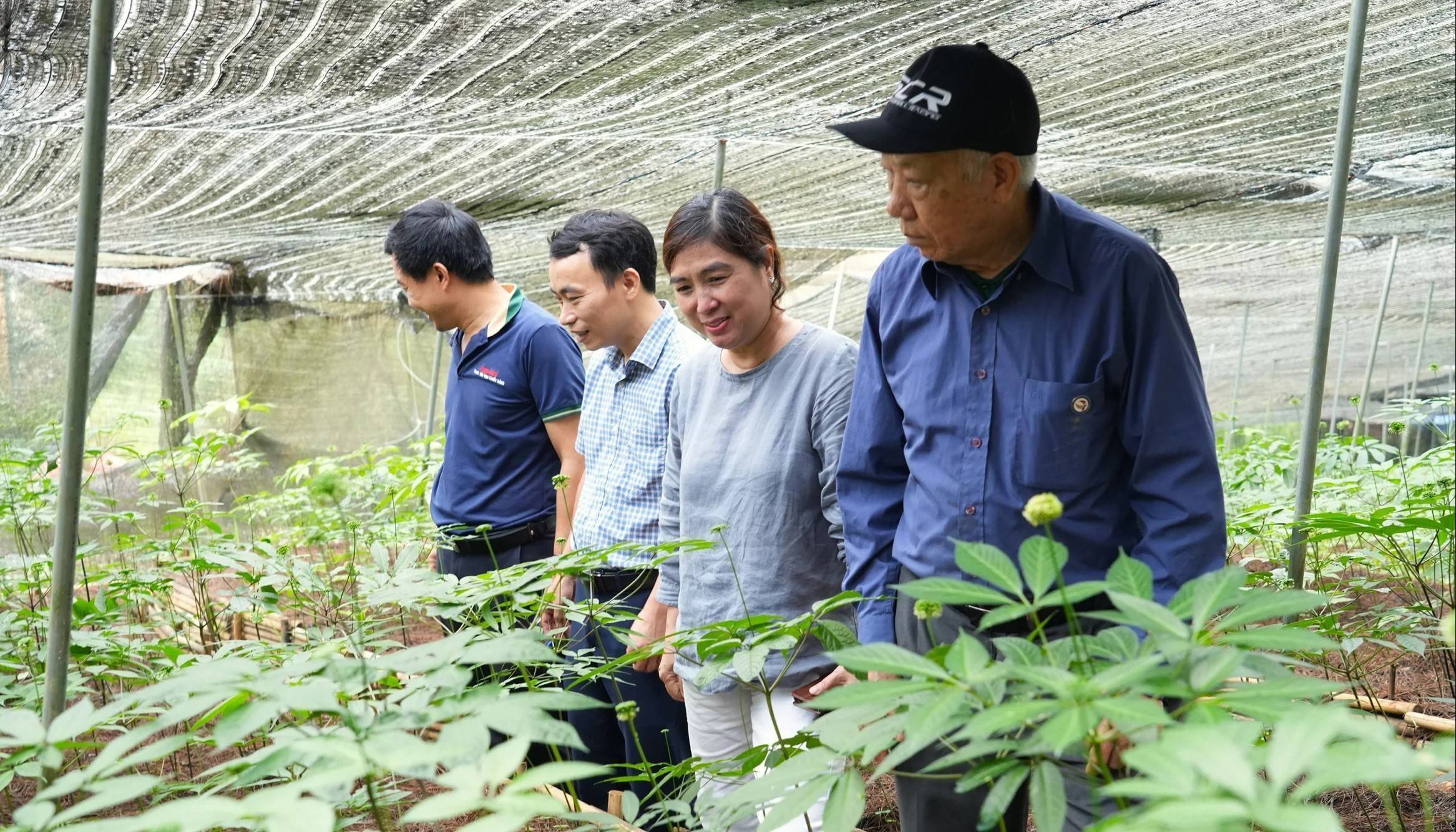 Lào Cai phát triển dược liệu: Từ chính sách hỗ trợ đến hình thành vùng nguyên liệu