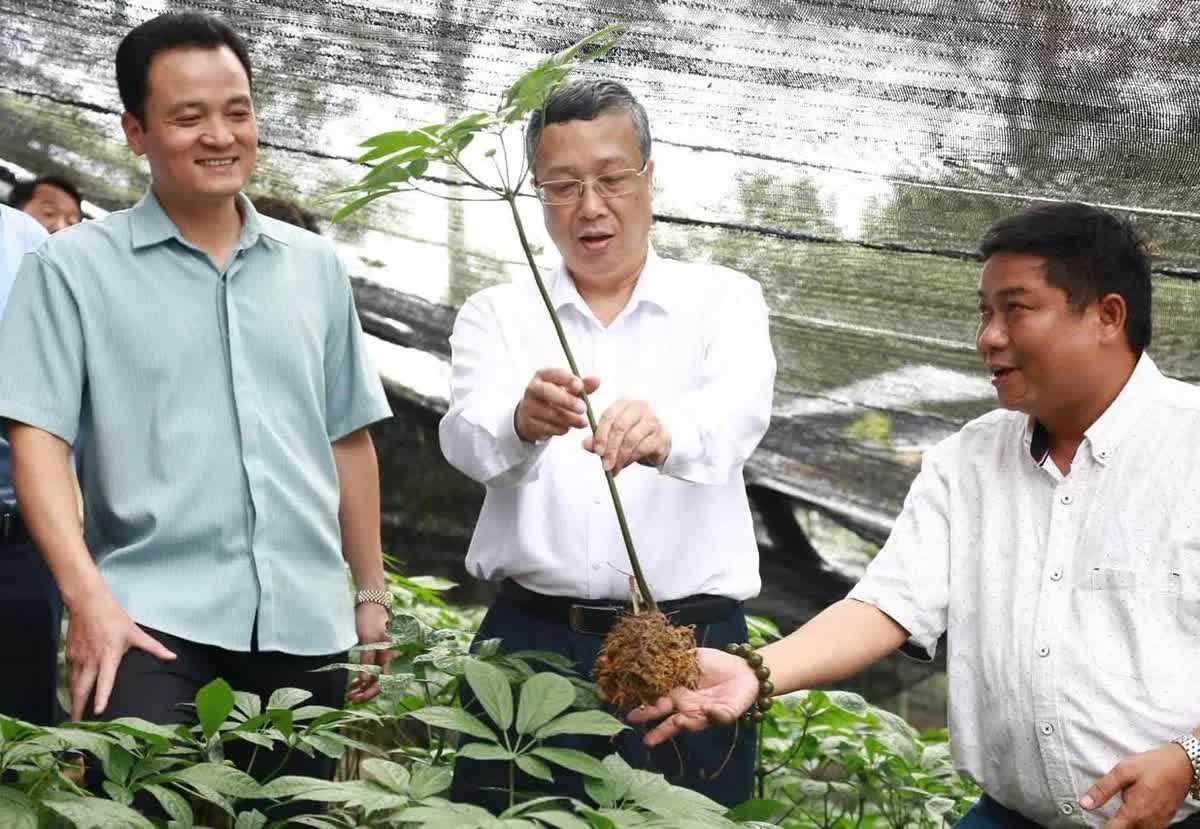 Lào Cai phát triển dược liệu: Từ chính sách hỗ trợ đến hình thành vùng nguyên liệu