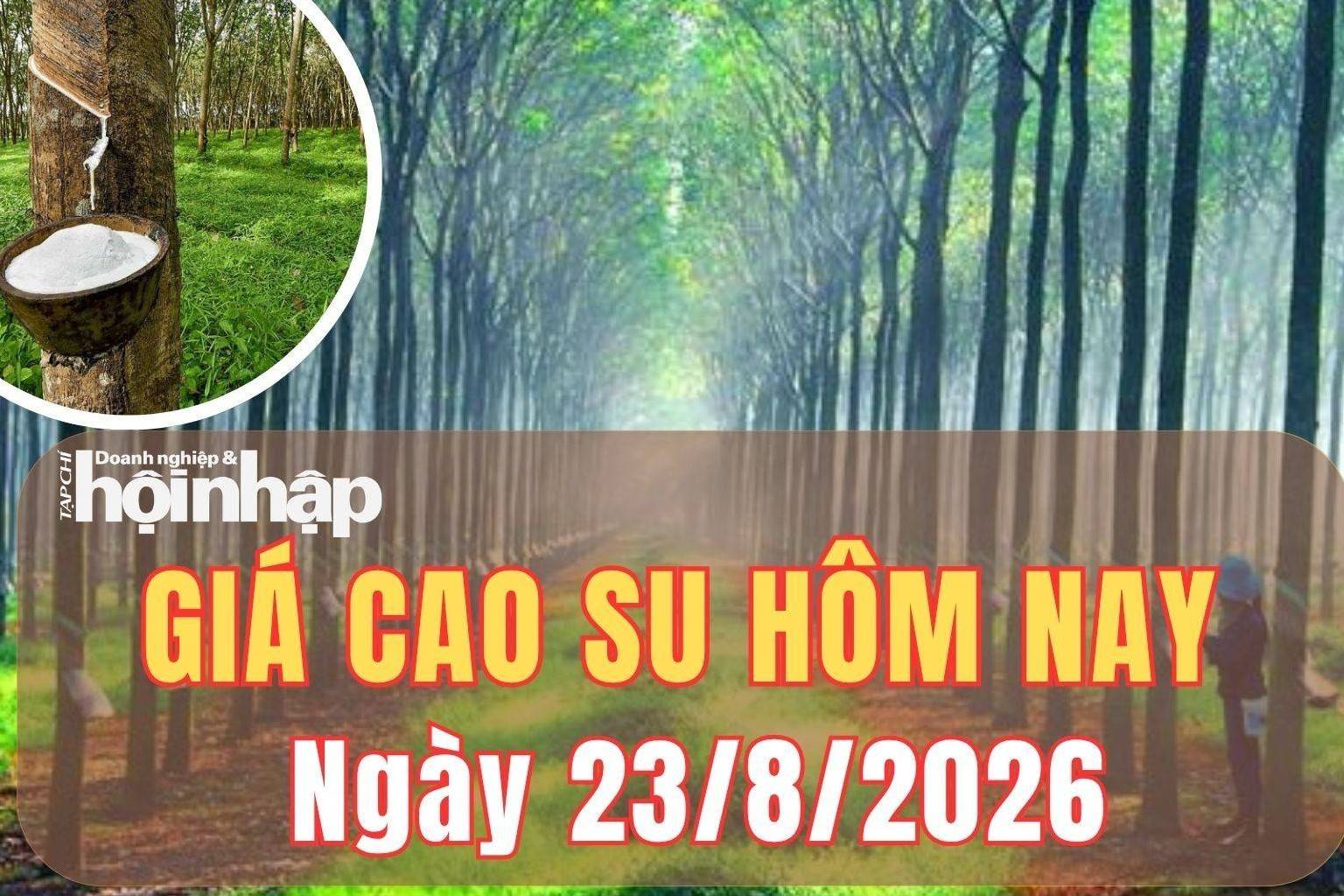 Giá cao su hôm nay 23/8/2026: Giá cao su thế giới chốt phiên tuần nghiêng về đà tăng