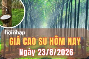 Giá cao su hôm nay 23/8/2026: Giá cao su thế giới chốt phiên tuần nghiêng về đà tăng
