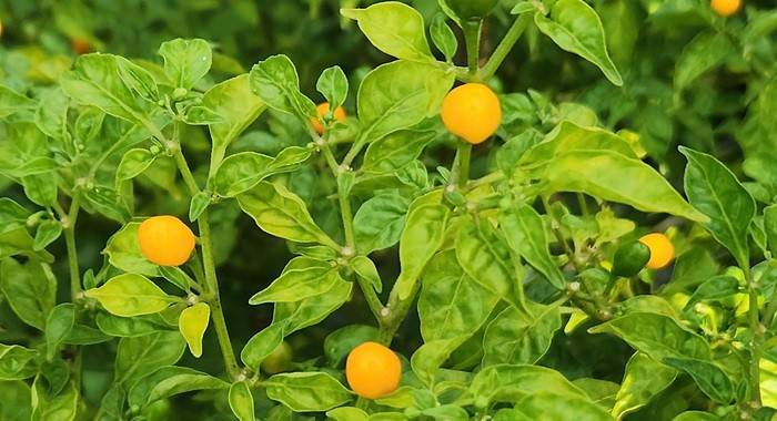 Người mang quả ớt đắt đỏ nhất thế giới về trồng ở xứ Thanh