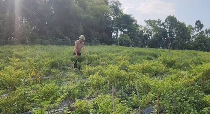 Người mang quả ớt đắt đỏ nhất thế giới về trồng ở xứ Thanh