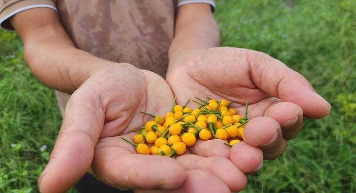 Người mang quả ớt đắt đỏ nhất thế giới về trồng ở xứ Thanh