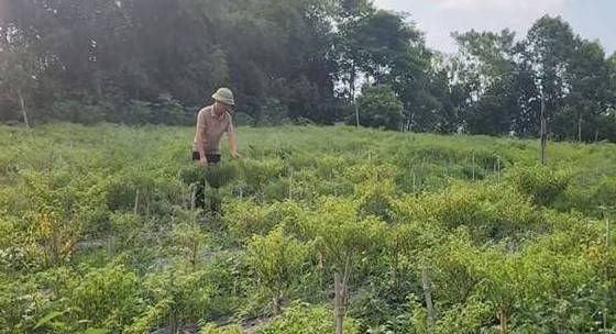 Người mang quả ớt đắt đỏ nhất thế giới về trồng ở xứ Thanh