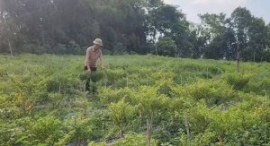 Người mang quả ớt đắt đỏ nhất thế giới về trồng ở xứ Thanh