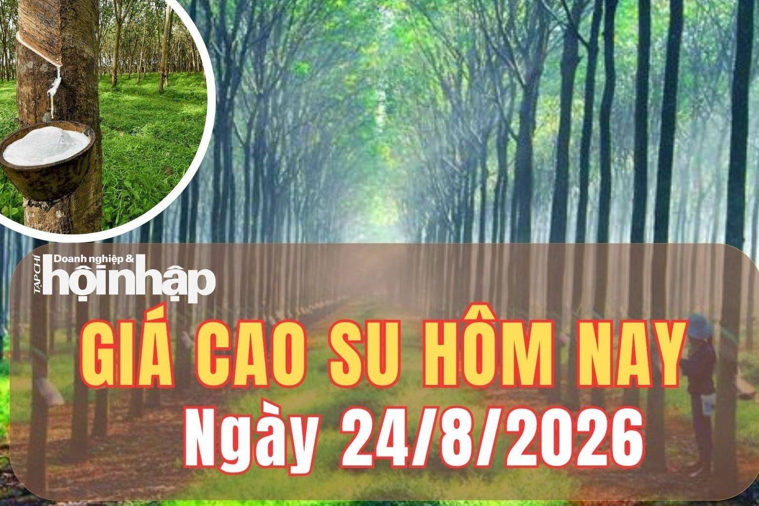 Giá cao su hôm nay 24/8/2026: Tuần qua, giá cao su trong nước ổn định, thế giới tăng
