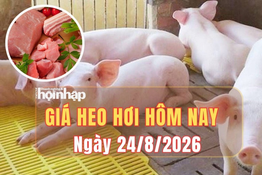 Giá heo hơi hôm nay 24/8/2026: Giá heo hơi tại miền Bắc đồng loạt tăng