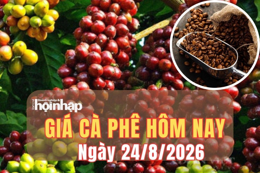 Giá cà phê hôm nay 24/8/2026: Kết tuần, giá cà phê trong nước giữ đà tăng, thế giới đi xuống