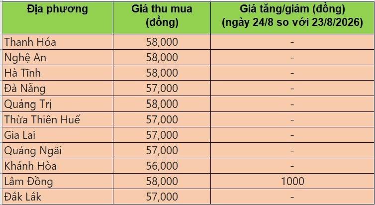 Bảng giá heo hơi tại miền Trung - Tây Nguyên hôm nay 24/8/2026