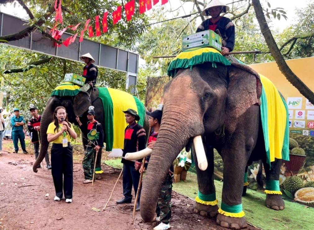 Bí thư Đảng ủy xã Ea Knuếc Ngô Thị Minh Trinh giới thiệu về hai chú voi Ama Khăm và Y Rin mang theo những giỏ sầu riêng tươi ngon trong phiên livestream