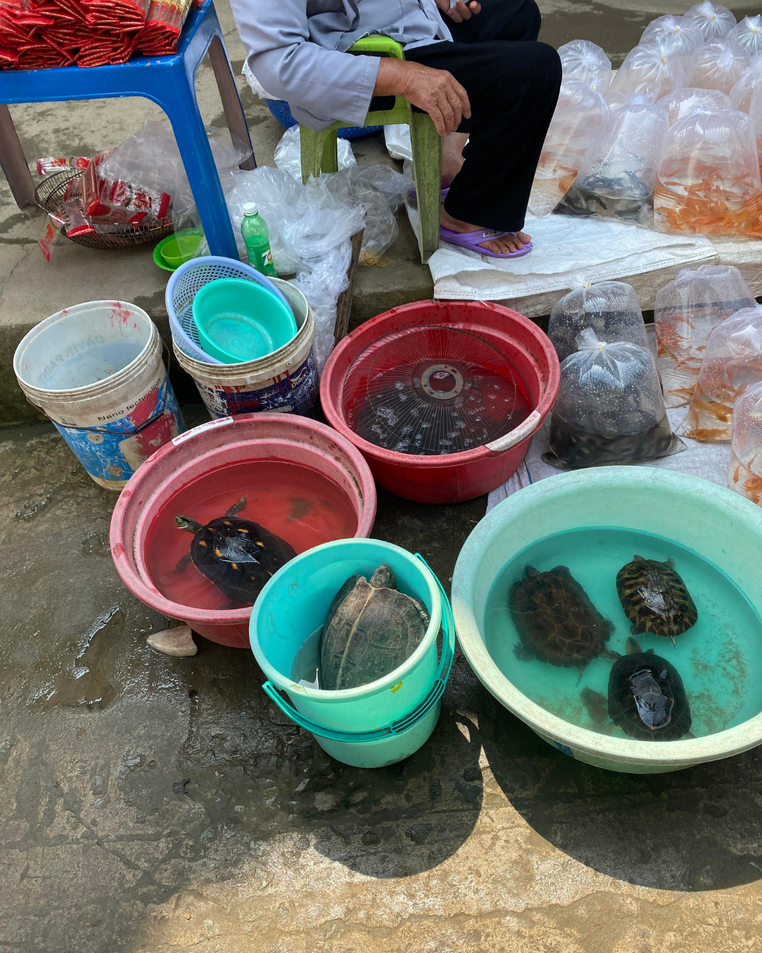 Vu Lan tích đức, không phóng sinh rùa