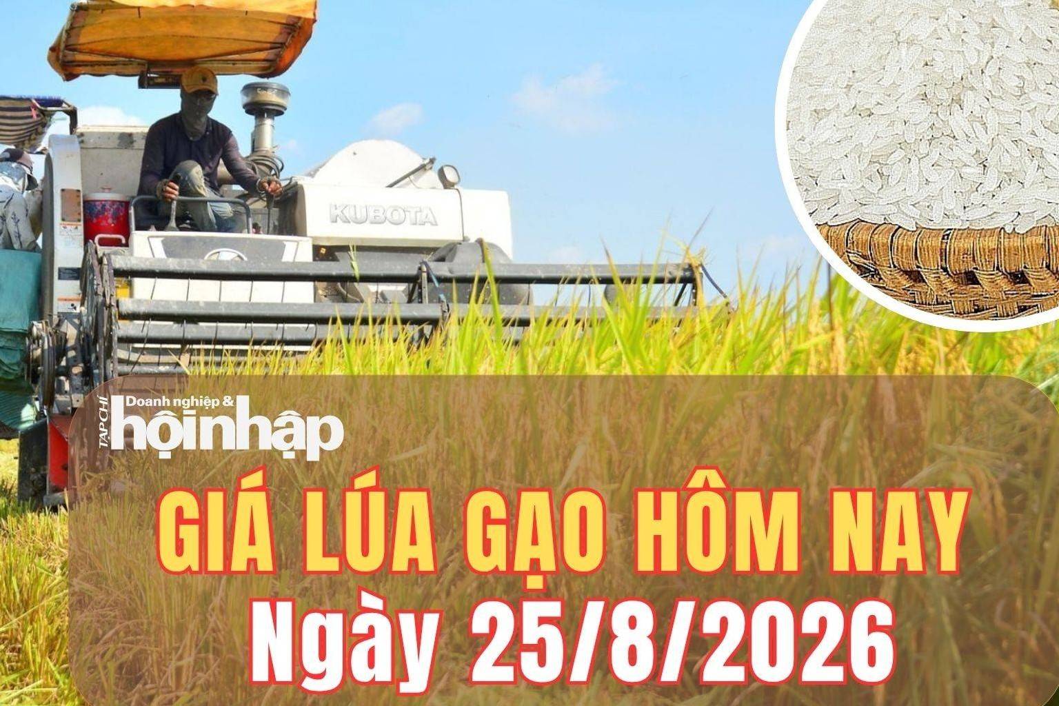 Giá lúa gạo hôm nay 25/8/2026: Giá lúa gạo duy trì ổn định, xuất khẩu giữ nhịp trước sức ép cạnh tranh