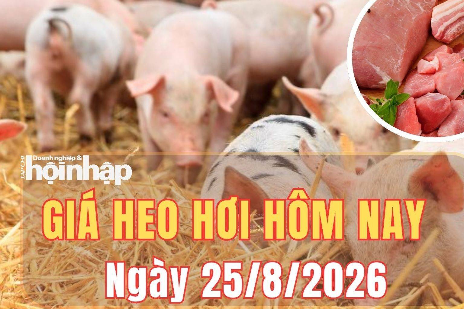 Giá heo hơi hôm nay 25/8/2026: Giá heo hơi giữ đà tăng
