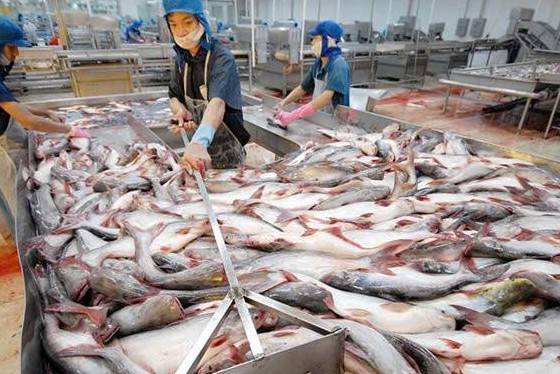 Xuất khẩu cá tra sang Mỹ: Tối ưu chi phí và điều hướng thị trường trước rào cản thuế quan