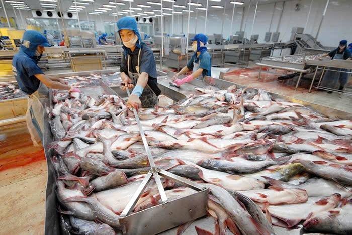 Xuất khẩu cá tra sang Mỹ chịu sức ép từ thuế POR21, thúc đẩy doanh nghiệp tối ưu chi phí và đa dạng hóa thị trường