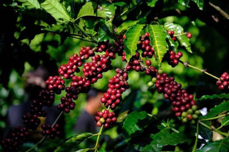Giá cà phê bật tăng trước rủi ro thời tiết và nguồn cung suy giảm