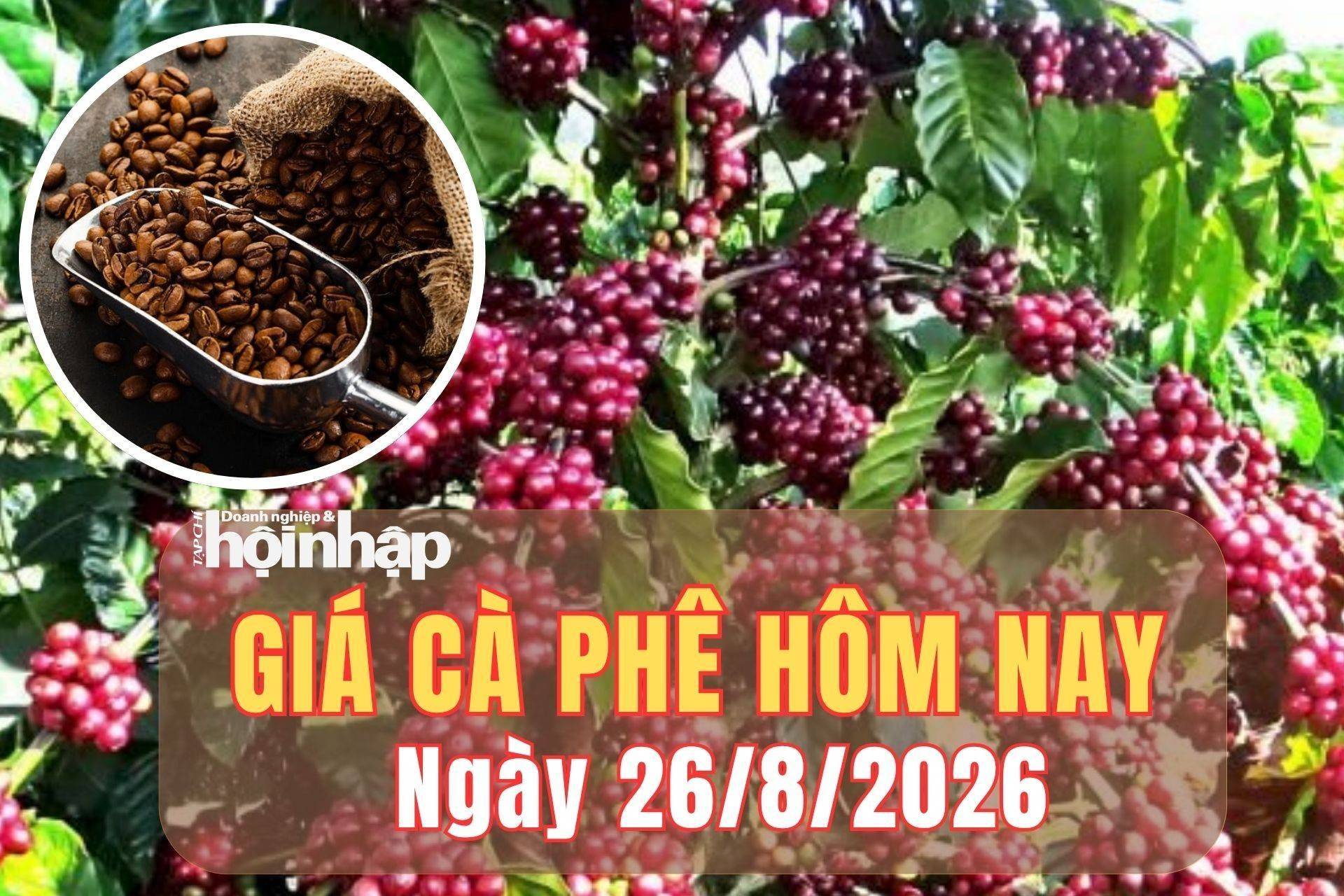 Giá cà phê hôm nay 26/8/2026: Giá cà phê trong nước tăng, thế giới đảo chiều giảm