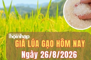 Giá lúa gạo hôm nay 26/8/2026: Giá lúa gạo giảm nhẹ, giá cám tăng