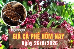 Giá cà phê hôm nay 26/8/2026: Giá cà phê trong nước tăng, thế giới đảo chiều giảm