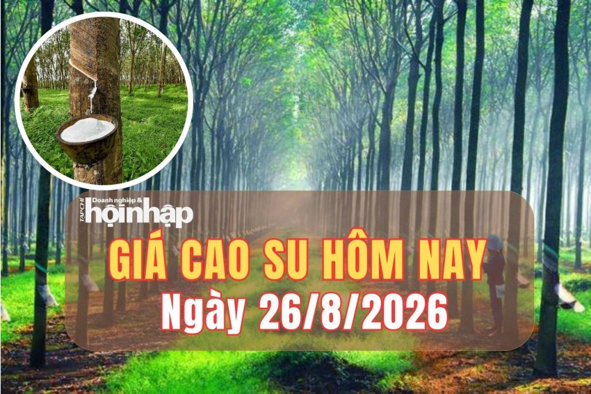 Giá cao su hôm nay 26/8/2026: Giá cao su quốc tế trái chiều