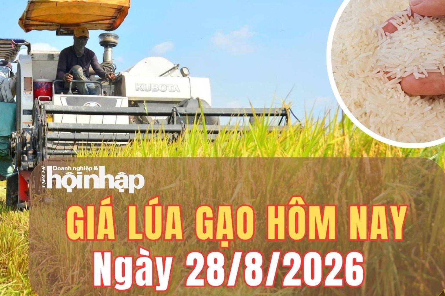 Giá lúa gạo hôm nay 27/8/2026: Giá gạo nguyên liệu giảm mạnh, xuất khẩu chịu sức ép cạnh tranh