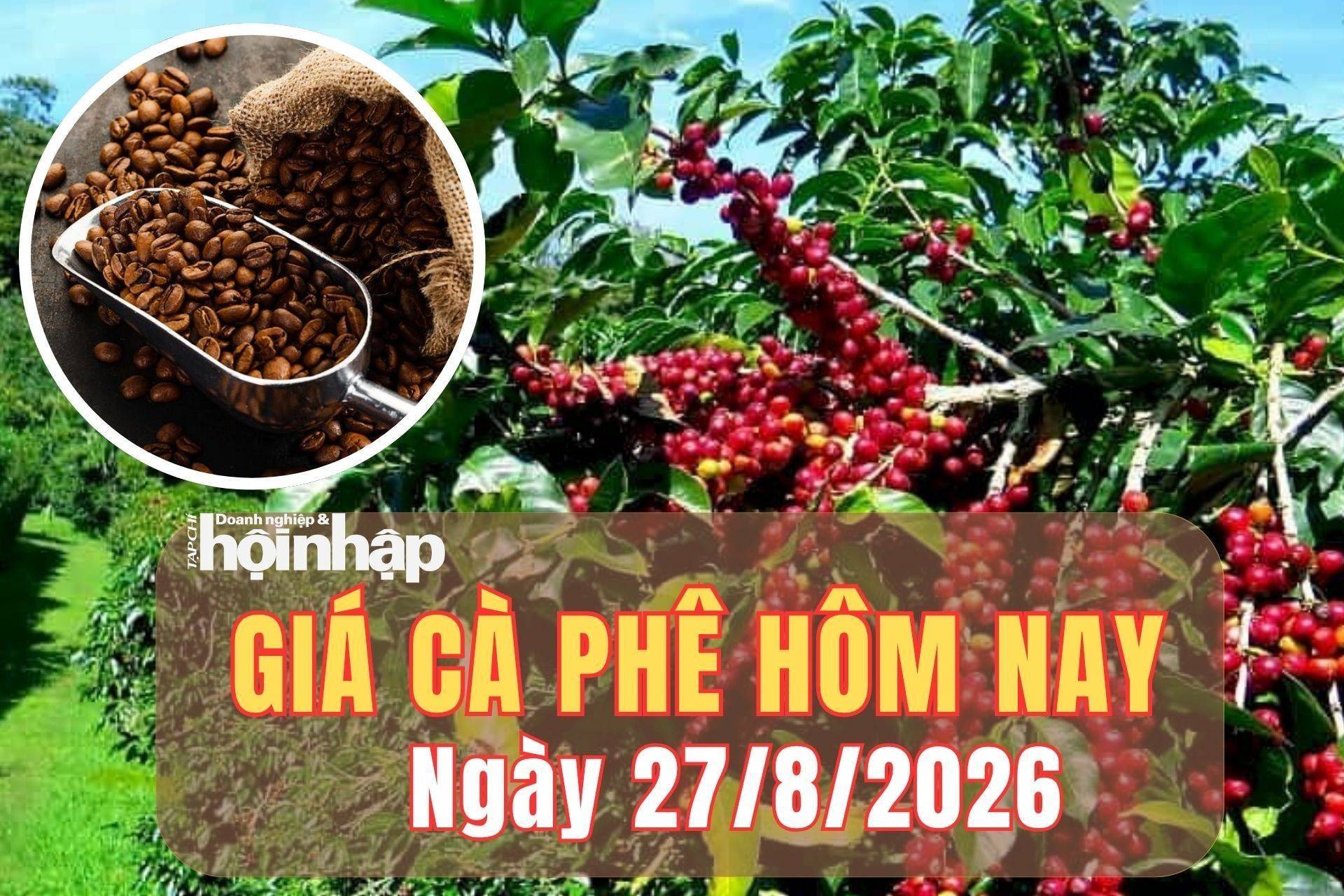 Giá cà phê hôm nay 27/8/2026: Giá cà phê đồng loạt giảm