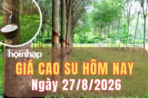 Giá cao su hôm nay 27/8/2026: Giá cao su sàn TOCOM sụt giảm, trong khi SHFE bật tăng