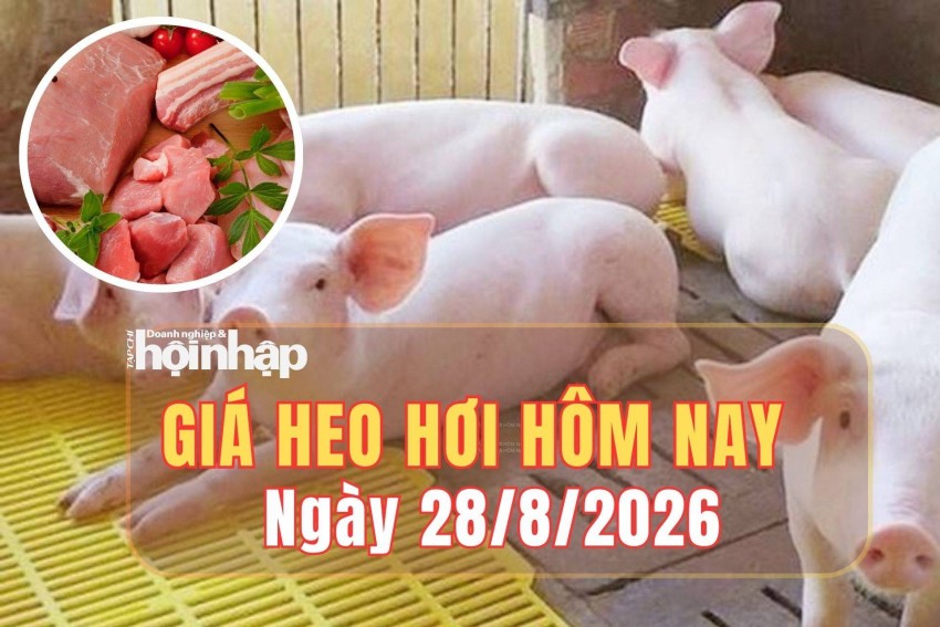 Giá heo hơi hôm nay 27/8/2026: Giá heo hơi giảm nhẹ tại miền Bắc