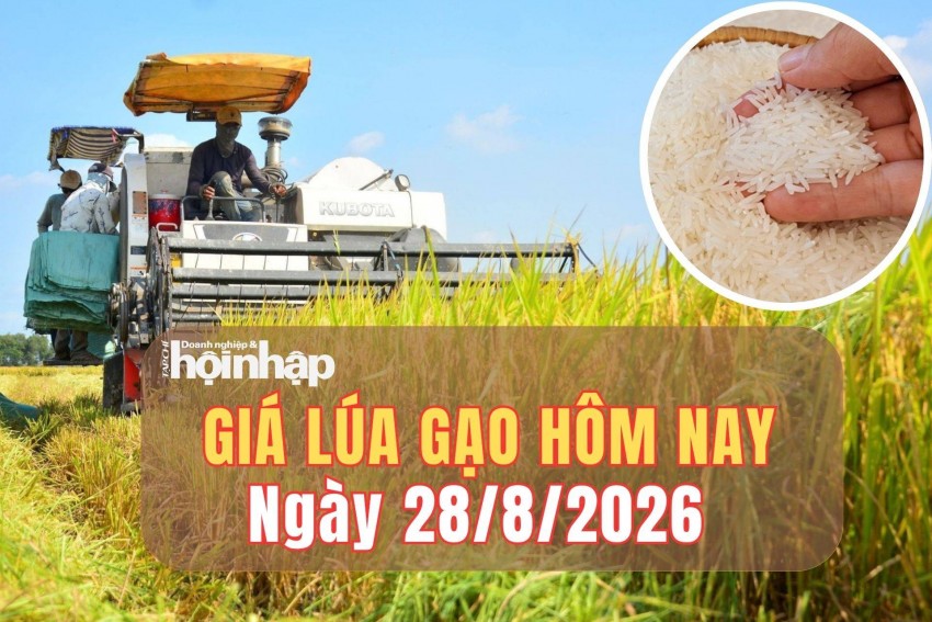 Giá lúa gạo hôm nay 27/8/2026: Giá gạo nguyên liệu giảm mạnh, xuất khẩu chịu sức ép cạnh tranh