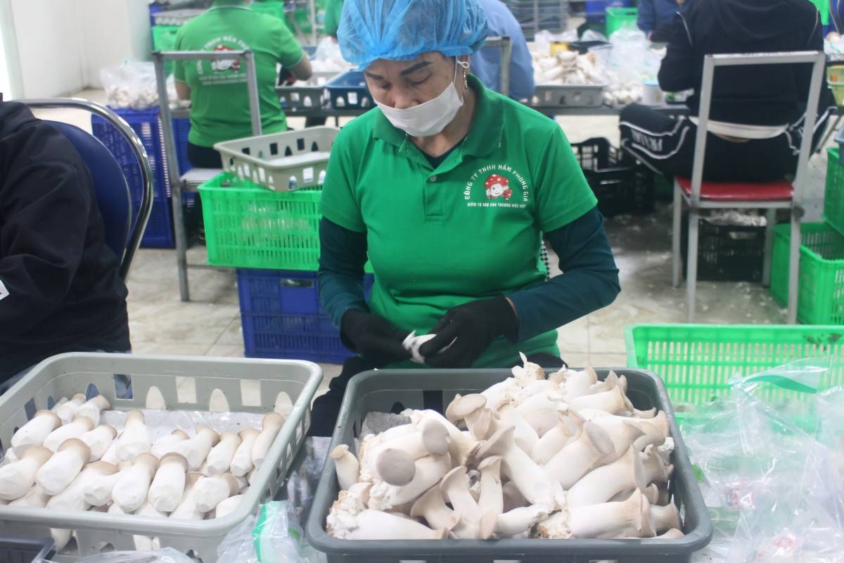 Phú Thọ công nhận thêm 15 sản phẩm OCOP năm 2026