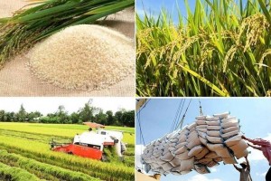Xuất khẩu gạo Việt Nam thêm điểm sáng, Trung Quốc tăng mua mạnh