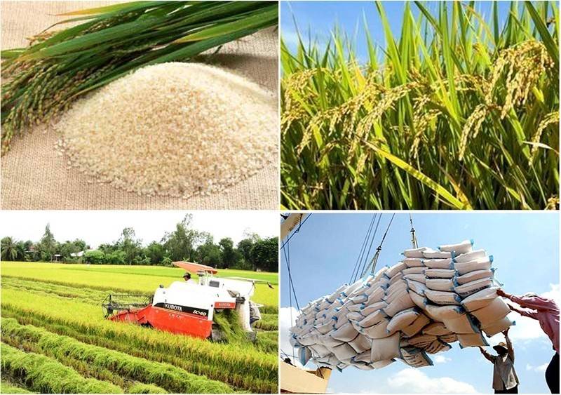 Xuất khẩu gạo Việt Nam thêm điểm sáng, Trung Quốc tăng mua mạnh