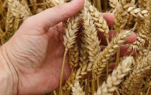 Căng thẳng Biển Đen đẩy giá lúa mì tăng mạnh, doanh nghiệp Việt chịu áp lực chi phí