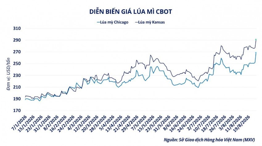 Căng thẳng Biển Đen đẩy giá lúa mì tăng mạnh, doanh nghiệp Việt chịu áp lực chi phí