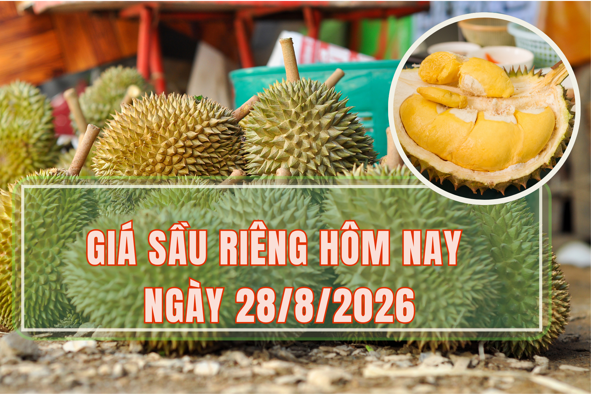 Giá sầu riêng hôm nay 28/8: Giá sầu riêng có sự phân hóa mạnh - Tạp chí Doanh nghiệp và Hội nhập
