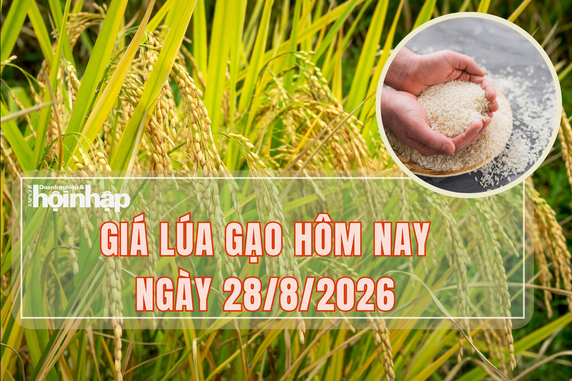 Giá lúa gạo hôm nay 28/8/2026: Thị trường nội địa biến động, thị trường xuất khẩu giảm
