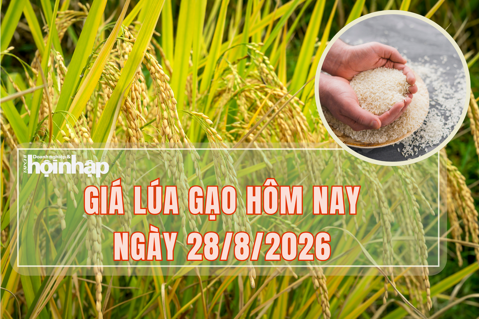 Giá lúa gạo hôm nay 28/8/2026: Thị trường nội địa biến động, thị trường xuất khẩu giảm