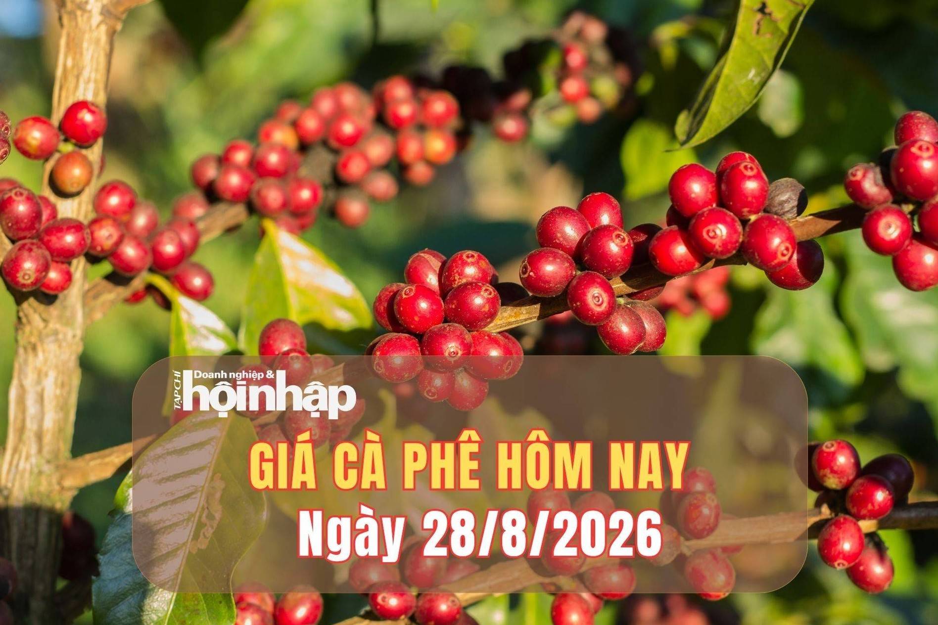 Giá cà phê hôm nay 28/8/2026: Cà phê trong nước giảm tới 800 đồng/kg