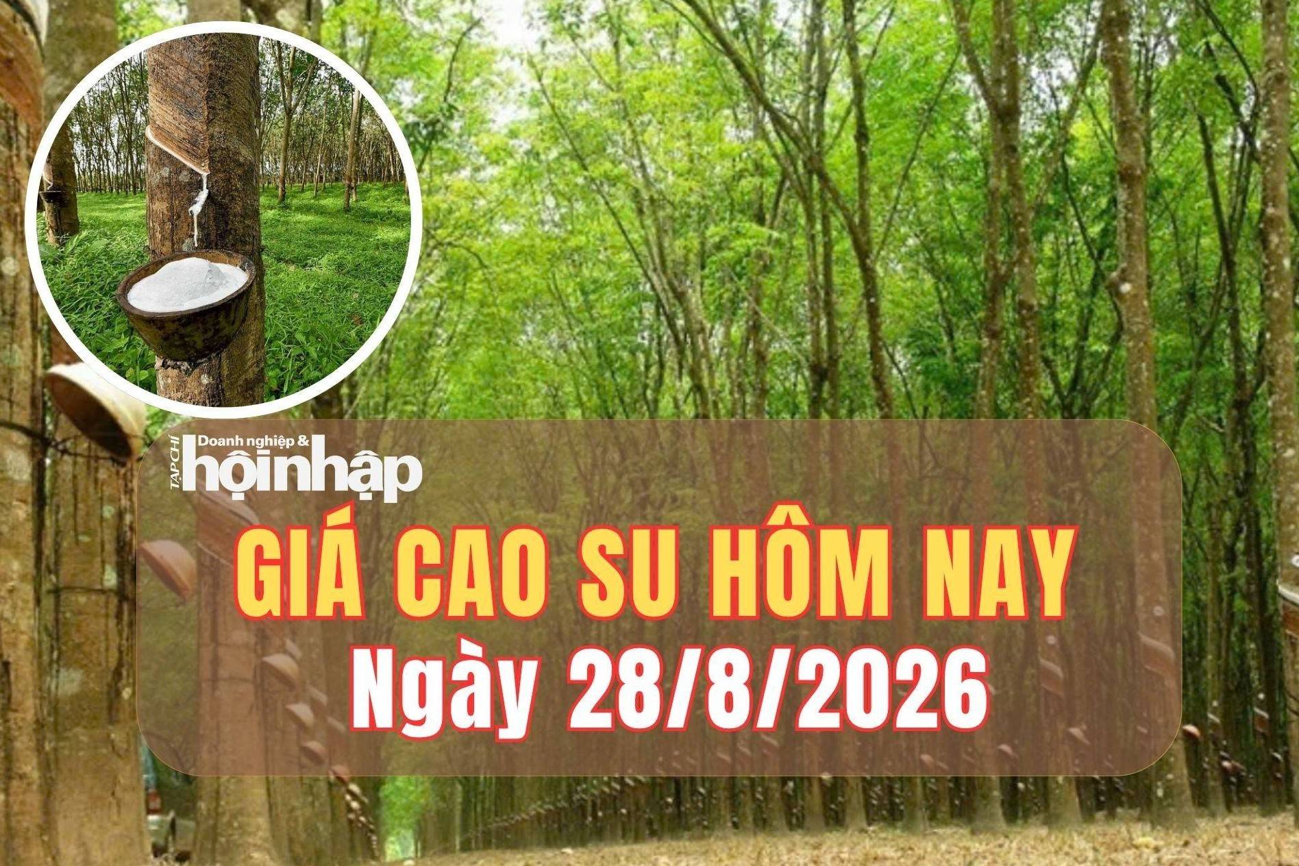 Giá cao su hôm nay 28/8/2026: Đồng loạt tăng trên các sàn châu Á