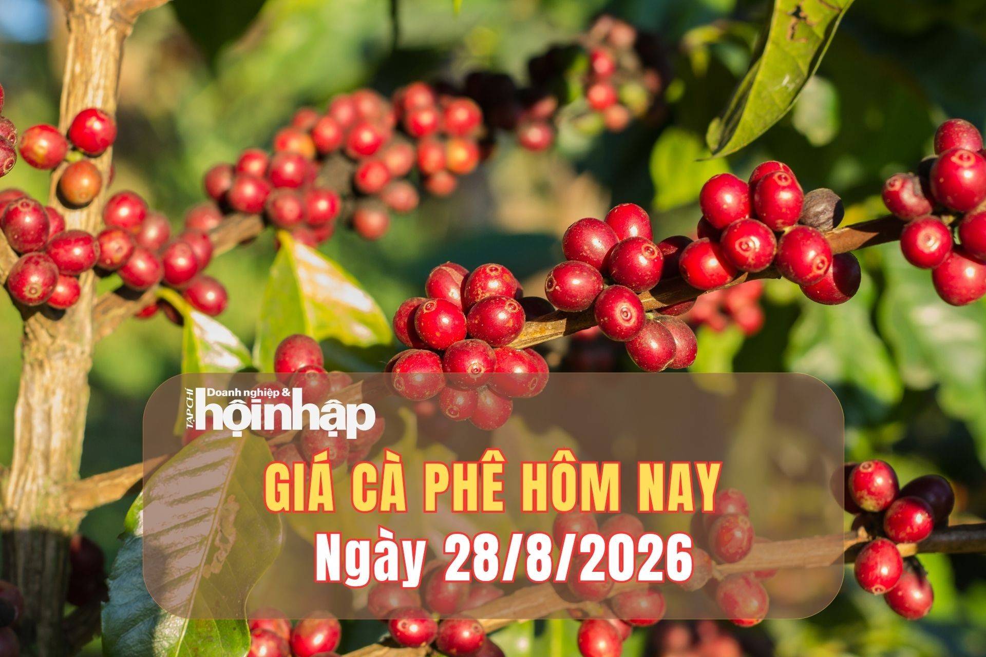 Giá cà phê hôm nay 27/8/2026: Giá cà phê đồng loạt giảm