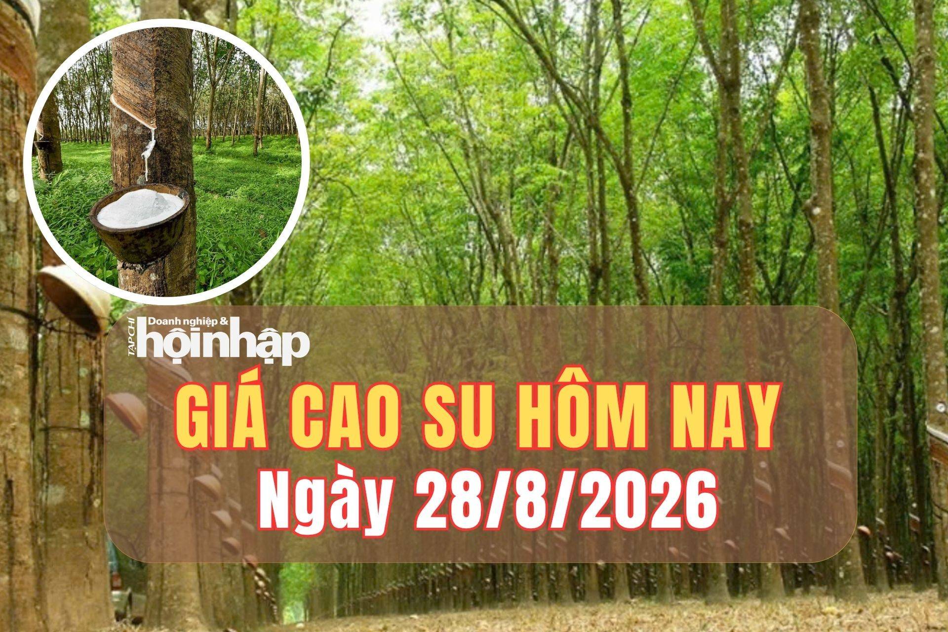 Giá cao su hôm nay 27/8/2026: Giá cao su sàn TOCOM sụt giảm, trong khi SHFE bật tăng