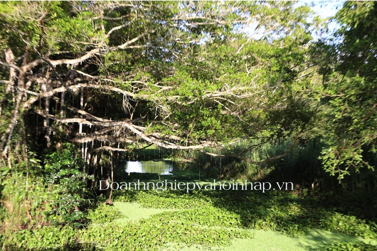 Trải nghiệm rừng U Minh Hạ với hệ sinh thái nước.