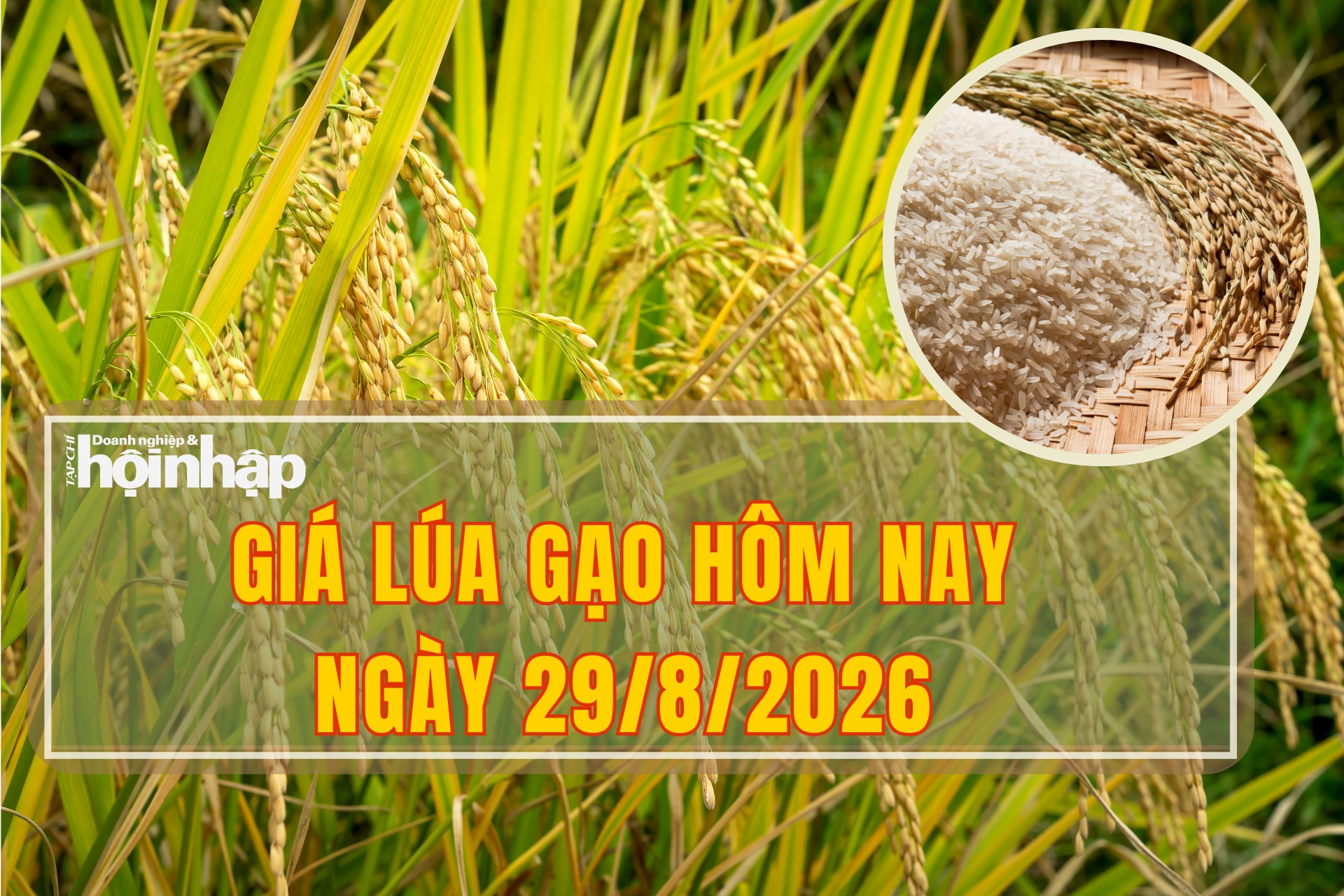 Giá lúa gạo hôm nay 29/8/2026: Thị trường biến động giảm nhẹ