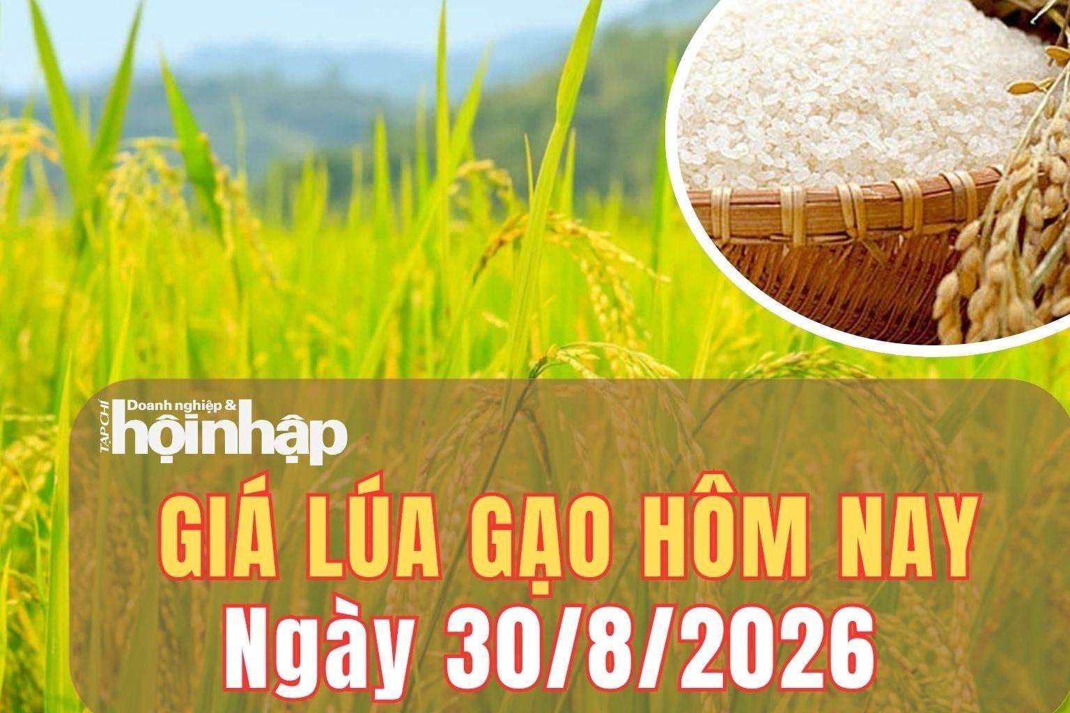 Giá lúa gạo hôm nay 30/8/2026: Giá lúa gạo nguyên liệu đồng loạt giảm, xuất khẩu giữ giá