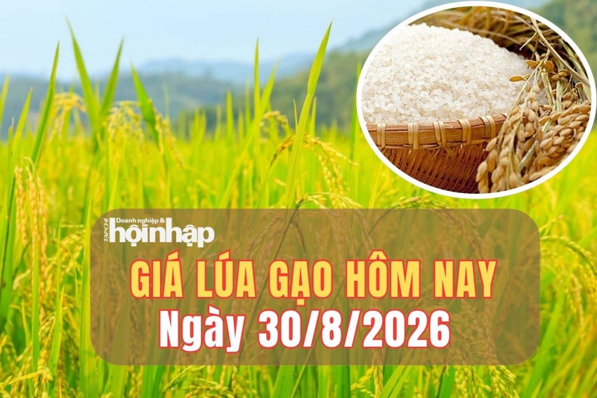 Giá lúa gạo hôm nay 30/8/2026: Giá lúa gạo nguyên liệu đồng loạt giảm, xuất khẩu giữ giá
